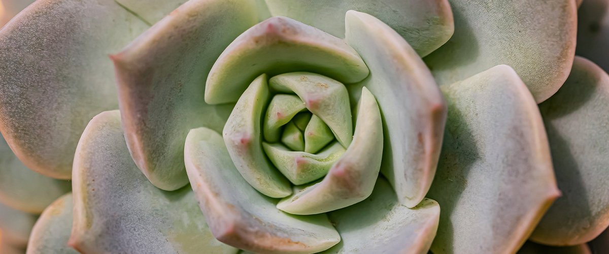 Echeveria plant